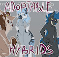 *ADOPTABLES*_Unique hybrids