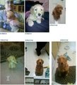 My Dog Hunter - 6 Month Timeline