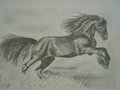 Horse Prancing sketch