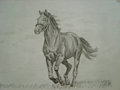 Horse running sketch