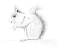 Realistic Squirell