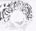 Tiger eyes by MrHart