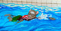Swim