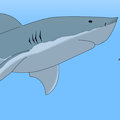 Great White Shark Experiment