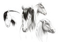 horse studies by tark