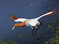 Flying Ornithomimosaur Commission