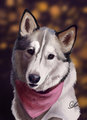 Pet Portrait -- Kodiak by LostWolfSpirit