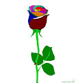 my color rose