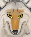 Eyes Of A Wolf