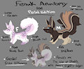 Fenuk anatomy 101 : Feral Edition by TheLittleShapeshifter