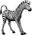 Zebra by Drake