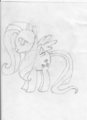 Fluttershy Sketch.