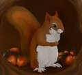 Pine Squirrel by oonami
