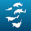 shark week #3 - whale shark orca vore
