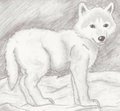 Wolf Pup In Da Snow