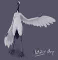  Red-crowned Crane Sketch