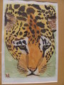 leopard by Stratiger