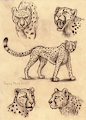 Sketch page- Cheetah by FuzzyMaro
