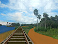Tropical Railroad Tracks Scene