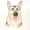 Doggy Color Sketch by KiaraSLZ