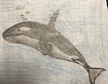 My orca drawing