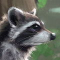Raccoon_2