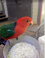 Australian King parrot