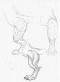 Hybrid leg anatomy by Omegaltd