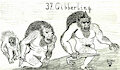 37. Gibberling