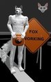Fox Working 
