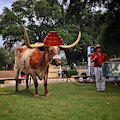 Q: Are We Not Cows? A: We Are BEVO!