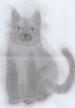 A sketch of a ordinary cat