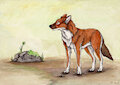 The dhole.