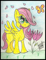 Filly Fluttershy