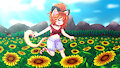 -Sunflower Field-