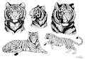 Tigress studies: Realistic, cartoon and anthro