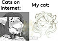 Cats en internet