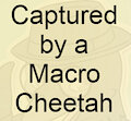 Captured by a Macro Cheetah