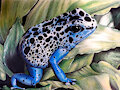 Blue frog