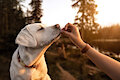 How Dogs Express Their Love To The Owners? by IndieMay