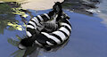 Zebra Float