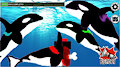 Theres a killer whale amung us by Orca621