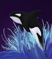 Long Live Orcas