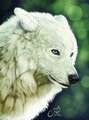 Blue Eyes Whitefang ;D by Raikhan