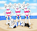 dalmatian fun beach