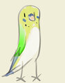 Excited Budgie