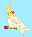 Cockatiel bird req