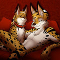 Spottacus and his i.r.l. Serval Chilling on the couch (for Spottacus, by Cherusi).