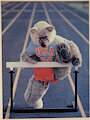 Bear Hurdling 1984 Olympics Winston Teddy from Ron Kimball