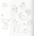 zoo sketches by anthrolotl